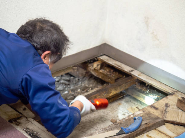 Adamsville, TN Mold Remediation Company