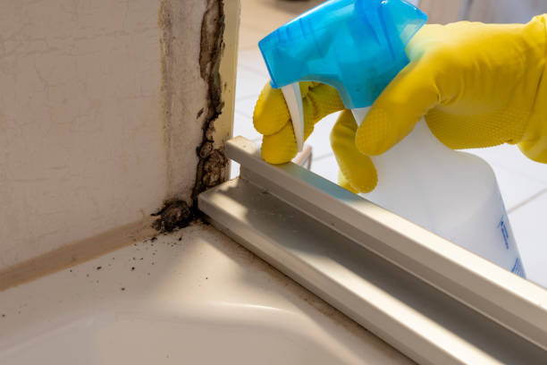 Best Attic Mold Remediation in Adamsville, TN